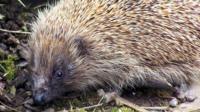 Hedgehog