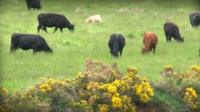 Crodh air feurach