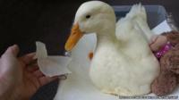Buttercup the duck