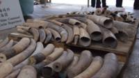 Elephant tusks