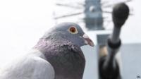 Racing pigeon that got lost