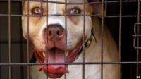 pitbull dog