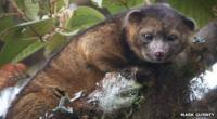 Olinguito