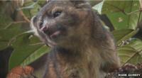 Olinguito