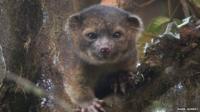 Olinguito