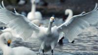 swan