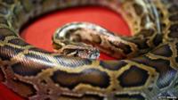 python