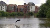 Dolphin on River Dee