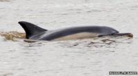 Dolphin on Dee (Pic: @RussellMBaker)