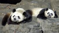 Tian Tian and Yang Guang
