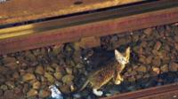 Kittens on the subway tracks in Brooklyn, New York