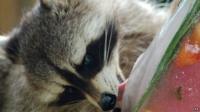 Racoon