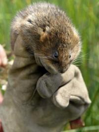 Water vole