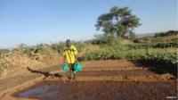 A member of the refugee community at the Kakuma refugee camp watering his vegetables, Turkana, Kenya
