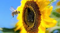 Bumblebee and sunflower