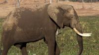 Elephant in Zimbabwe