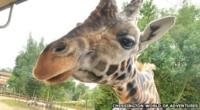 Giraffe