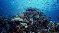 Fish in the ocean