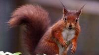 Red Squirrel