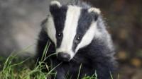 Badger