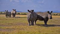 Rhinos in Kenya
