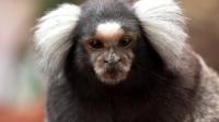 Marmoset (c) Leszek Leszczynski