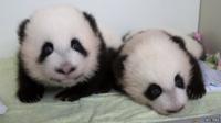 Twin panda cubs Mei Huan and Mei Lun.