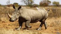 Rhino