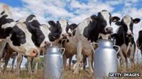 Cows and milk churns