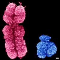 X and Y chromosomes