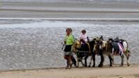 Donkeys on a beach