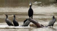 Cormorants