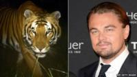 Tiger/Leonardo DiCaprio