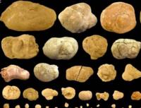 Diversity of coprolite shapes and sizes from several communal latrines