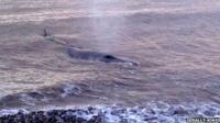 Whale at Abergele