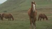 Abandoned horses