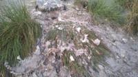 Fat and grass