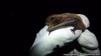 Nathusius' pipistrelle after ringing