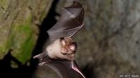 Bat
