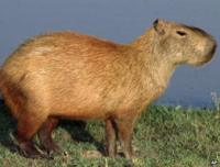 capybara