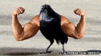 Bird with arms