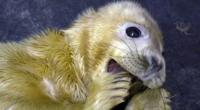 Seal pup at RSPCA East Winch