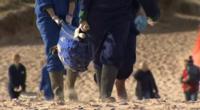 Seal in sling-stretcher on Winterton beach