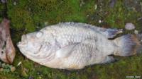 A dead piranha