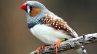 Zebra finch