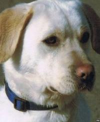 Sasha the dog