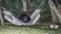 The animal climbed in and "laid back like he was a tourist or something"