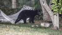 The bear stayed for about 20 minutes before heading back into the woods