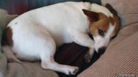 Jack Russell, Gunner