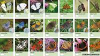 Different types of butterflies